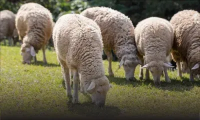 GB : un logiciel pour reconnaitre les moutons malheureux