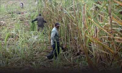 Rapport de la MCIA - Canne : 37% de petits planteurs de moins en sept ans