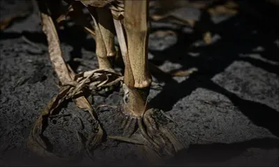 Nouvelle vague de chaleur en France, entièrement touchée par la sécheresse