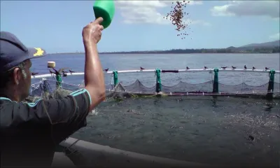 Aquaculture : les fermes aquacoles néfastes à l’écosystème