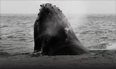 Pêche à la baleine : une peur bleue des Japonais