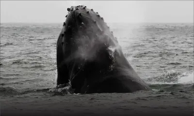 Conseil des ministres : pas de pêche à la baleine