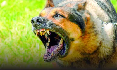 Mordue par un chien de race : une femme encourt elle-même ses frais médicaux