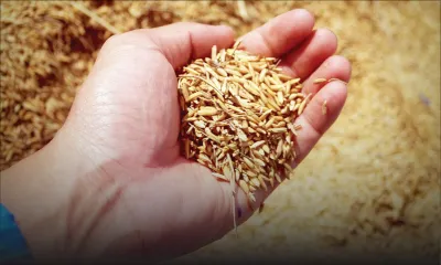 Riz ration : retour à la normale vers la mi-octobre