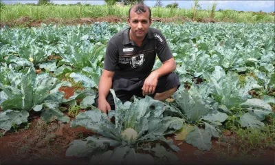 Approvisionnement d’eau : pertes substantielles de revenus pour les planteurs de légumes 