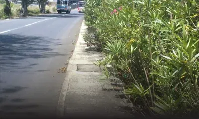 Quand les plantes envahissent les trottoirs