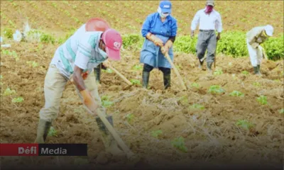 Légumes : la récolte de mi-octobre accusera une baisse