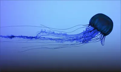 Méduses-boîtes dans le Nord : attention à ces venimeuses « guêpes de mer » 