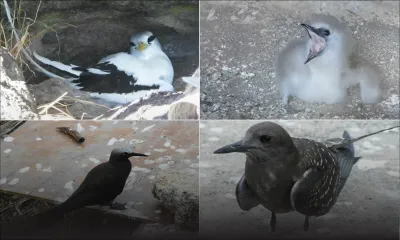 Protection de la faune : 500 oiseaux de mer en voie d’extinction relâchés