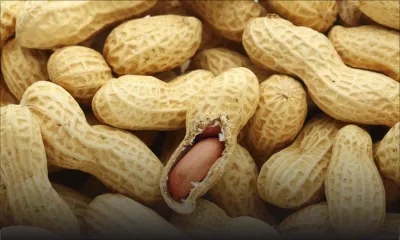 Selon une étude américaine : la cacahuète est bénéfique au cœur 