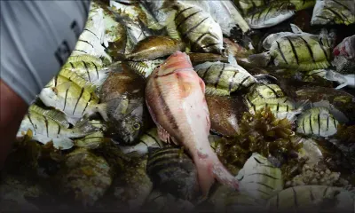 La pêche autorisée sous certaines conditions dès ce vendredi 
