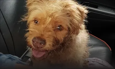 Usurpation : la MSAW suspend un «faux vétérinaire» de ses fonctions