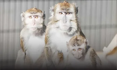 Projet controversé d’élevage de singes à Le Val : Shafeek Jhummun ne lâche pas le terrain