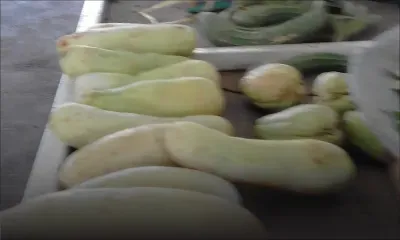 Basés à l’arrière du stade de Candos : les marchands de légumes se plaignent d’un lieu désert