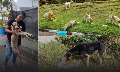 Confinement : Pretty Saachi et son équipe à la rescousse des chiens errants