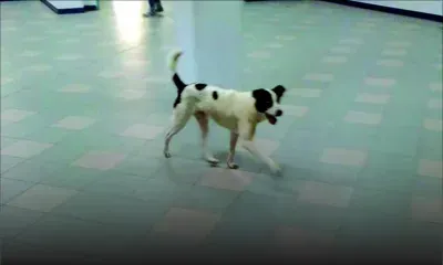 À proximité de l’unité des soins intensifs: un chien errant à l’intérieur de l’hôpital Victoria
