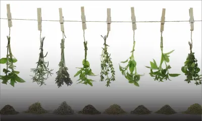 Bien-être: Les herbes aromatiques et leurs bienfaits