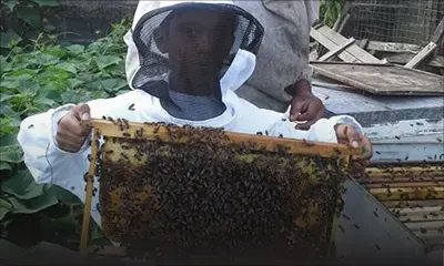Apiculture : Dans l’univers bourdonnant de Michaël Lafrance