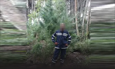 Opération de ratissage : des plants de gandia de 4 mètres déracinés