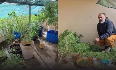 Il avait aménagé une serre sur son toit : un agent d’assurance coffré avec Rs 2,4 millions de cannabis