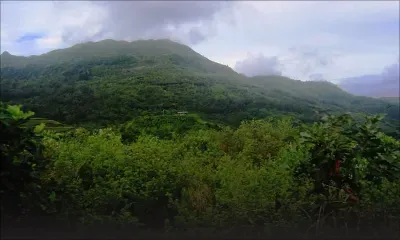 Plantes menacées d’extinction : Maurice dans le top 5 mondial