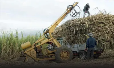 Industrie cannière : sérum du gouvernement au Syndicat des sucres
