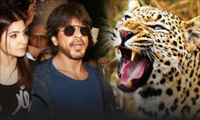 SRK et Anushka Sharma : un léopard interrompt le tournage de leur film
