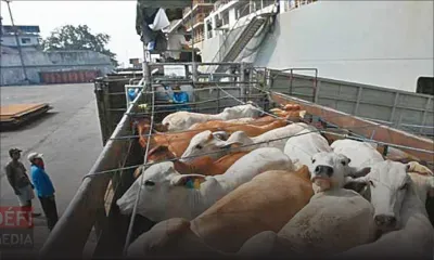 À Mont Mascal, Petit-Raffray : plantations de canne à sucre ravagées par des taureaux