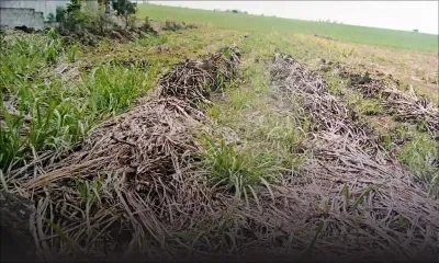 Incendie des champs de canne : conséquences désastreuses pour les petits planteurs