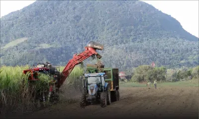 Secteur sucre : les petits planteurs menacent de descendre dans la rue