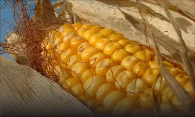 La production de maïs en chute libre