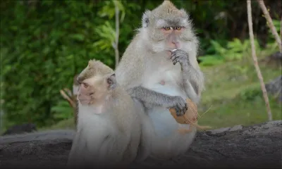 L’exportation des singes: un sujet «délicat» pour l’Etat