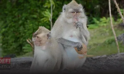 À Plaine-Verte : trois singes sèment la terreur