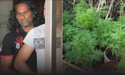 À Pamplemousses : des plants de gandia entourant  une porcherie déracinés par l’Adsu