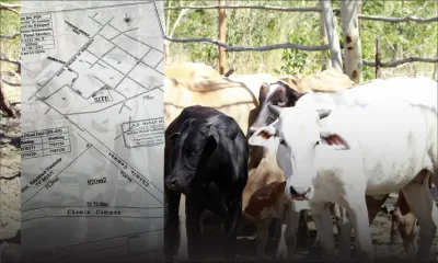 Melville, Grand-Gaube: un parc à boeufs le prive d’un permis de construction