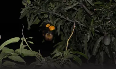 À Roches-Brunes: les chauves-souris provoquent des black-out