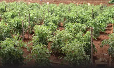 À Palmar: un terrain qui ne leur appartient pas divise des planteurs