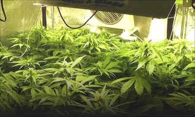 Culture de cannabis: Un ressortissant français coffré par l’Adsu