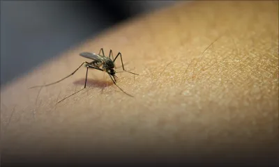 Accumulations d’eau avec le cyclone - Les moustiques : vecteur de maladies