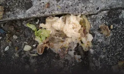 Des morceaux de verre dans de la nourriture pour chiens