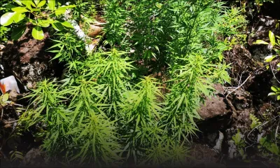 17 kilos de cannabis valant Rs 10,2 M déracinés dans une chasse : le vigile suspecté d’être le cultivateur écroué