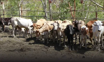 Fièvre aphteuse - Mahen Seeruttun : «Le rapport du FFC déposé au Parlement ce mardi»