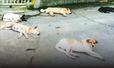 Des chiens errants l’empêchent de sortir de chez lui