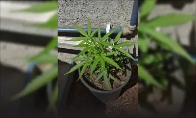 Arrêté pour possession de cannabis : «Mo ti atann li pare pou kas ban fey pie gandya pou mo vande kouma pena travay», déclare le suspect