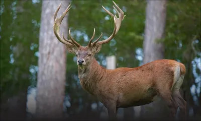 Ouverture de la chasse le 1er juin - Viande de cerf : jusqu’à Rs 190 le demi-kilo