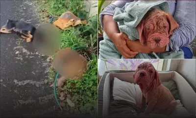 Vidéo de deux chiennes torturées - Manish : « J’ai été révolté et en larmes »