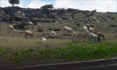 Fièvre aphteuse à l’île Rodrigues: les animaux affectés seront abattus