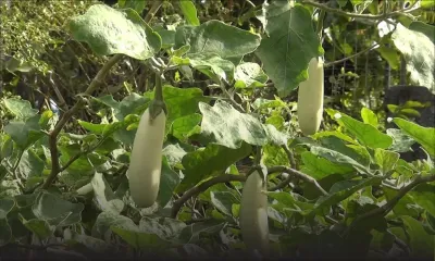 La plante qui rapporte cinq variétés d’aubergine