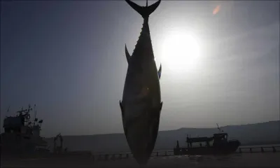 Selon l’Union européenne: le thon albacore surexploité dans l’océan Indien