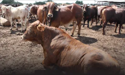 Animaux en quarantaine: les importateurs de bovins veulent une compensation